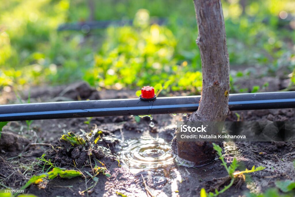 Drip irrigation tubes on the ground from which water drips, watering young tree seedlings.